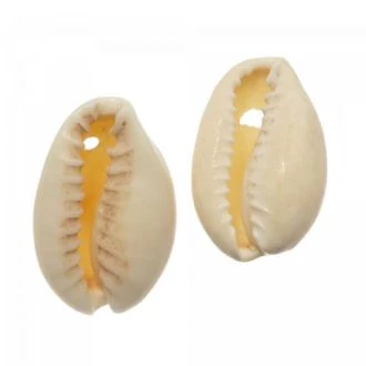 Kauri Schelpjes (15 - 18 mm 36 stuks) DB H274